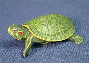 为什么巴西龟长时间不游上来呼吸？