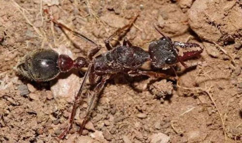 世界上最危险的蚂蚁 被截获,这小小蚂蚁有何可怕之处