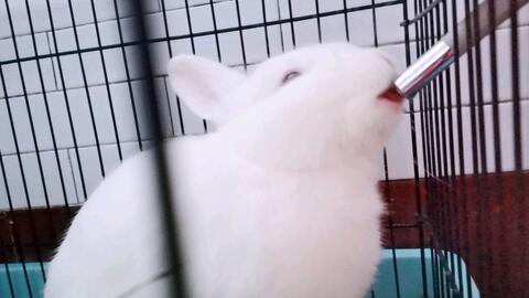 谁说兔子不喝水,我家的兔子一天几瓶水,哈哈哈