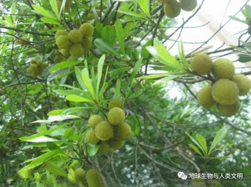 杨梅科(杨梅科植物)