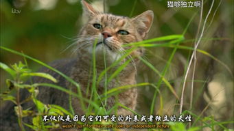 摩羯座猫名字，摩羯座的猫叫什么名字(摩羯座猫咪头像)