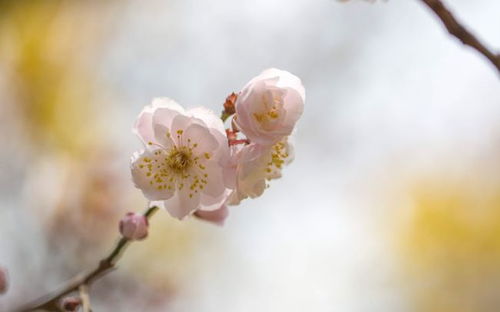 3月这3属相不得了,注定步步高升,生活焕发新生机