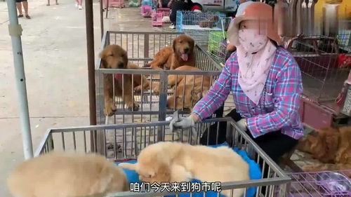 实拍中国最大狗市,所有品种应有尽有,贵的10多万,便宜的几十块 