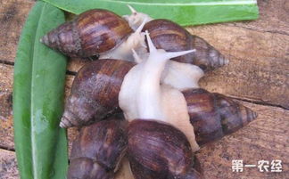白玉蜗牛怎么养 白玉蜗牛的饲养方法与注意事项