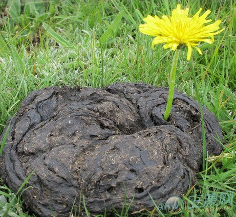 5种动物粪养花,它的有机质含量最高,盆栽兰花施肥常用