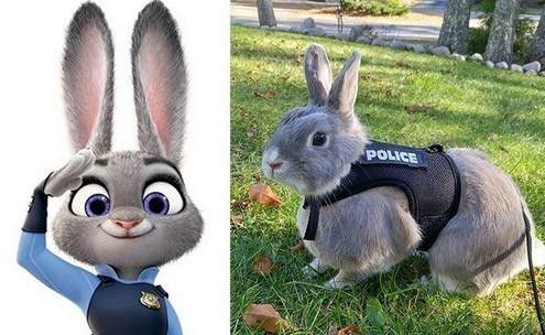 疯狂动物城里的兔子警官活了 萌哭了