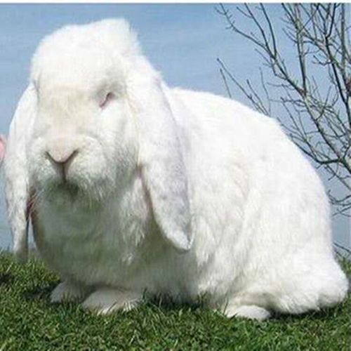 公羊兔能长多大公羊兔一般能长多少斤 