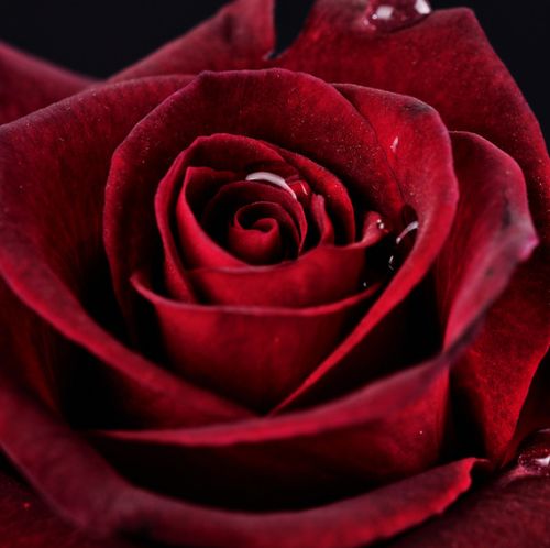 玫瑰花是什么颜色,玫瑰花的形状,特点.颜色.气味各是什么？