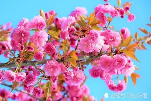 春节前后,桃花朵朵开,似是故人来,3星座顺风顺水,爱情终圆满