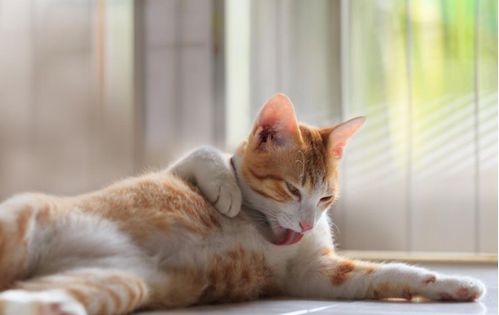 猫毛球症怎么治 猫毛球症会死吗 