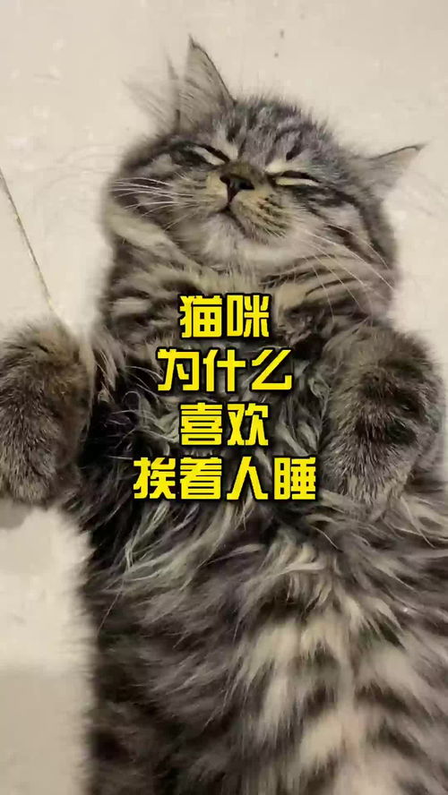 猫咪为什么喜欢挨着人睡 