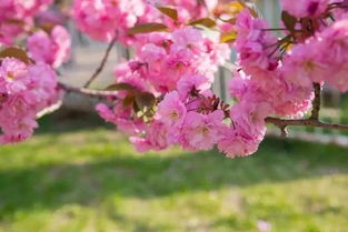 关于樱花树的诗句