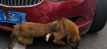 开车撞狗被扣12分罚款2000元,这也算肇事逃逸 交警 法律规定