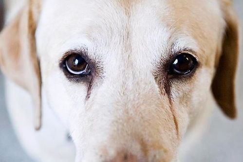 狗狗泪痕怎么消除,教大家5种方法,可以有效去除狗狗泪痕