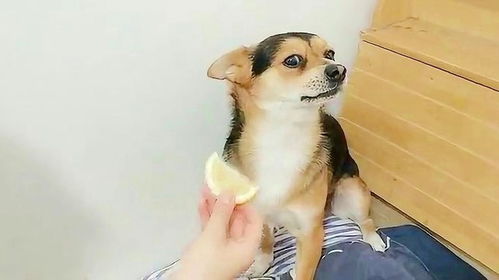 狗能吃柠檬吗,狗能吃柠檬吗为什么