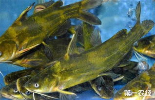 黄骨鱼的养殖管理要点,钓回来的黄骨鱼怎么样才养得活