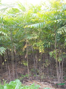 如何种植香椿树,老寨山香椿酱教你 