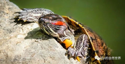 入门级别宠物龟 红耳彩龟的饲养经验分享