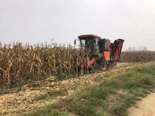 阴雨连连,衡水农民下雨间隙抢收玉米 洗脸盆 大铁锅都用上了