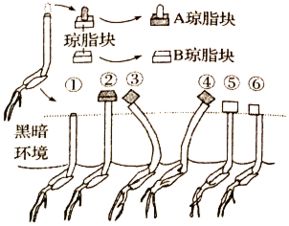 下列关于细胞中水分的叙述不正确的是（　　）A．自由水主要起运输作用B．结合水在细胞中没有作用C．种子