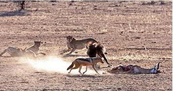棕鬣狗抢食猎豹,就在和猎豹一对一激烈较量时一回头瞬间惊到了