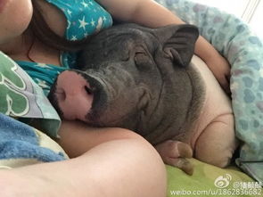 北京姑娘养170斤宠物猪 和猪同被窝睡 
