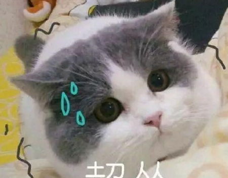 养猫不费钱 不如看看这几种猫