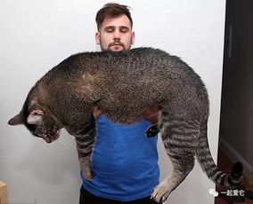 宠趣 肥猫风潮正在流行,猫奴们网上分享自家肥猫的照片 