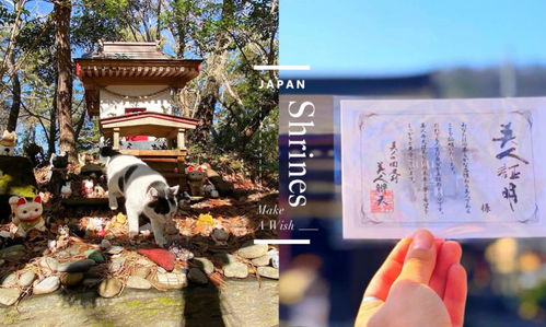 赐予美丽 为猫祈福 这些特殊的日本神社,也许你会想专程前往