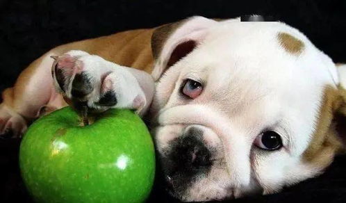 狗狗能吃苹果吗 苹果对它有害吗 正确的方式喂食对它身体有益