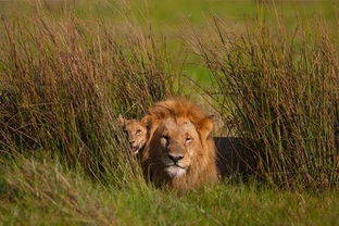 偷猎者闯入南非自然保护区盗取犀牛角,三人落入狮口