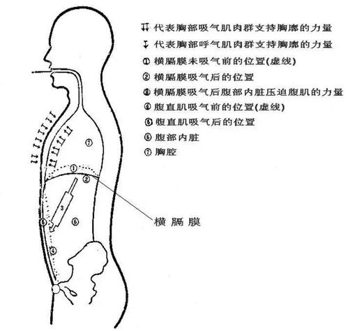 超好用的呼吸方法总结 不会调整气息的你绝不能错过 扩张 胸腔 横膈膜 