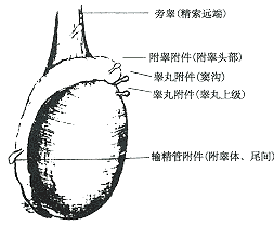 小儿睾丸附件的形态学研究及其临床意义 