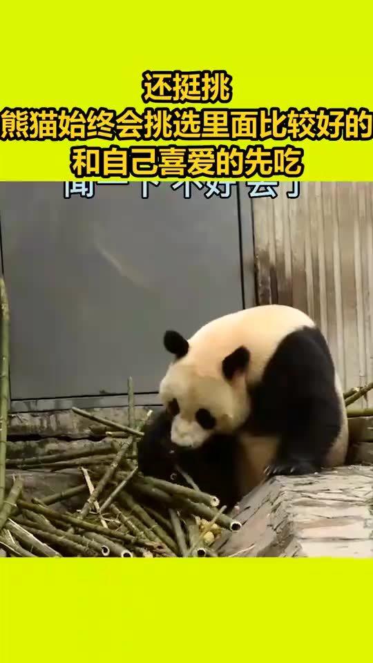 一堆食物里,熊猫始终会挑选里面比较好的和自己喜爱的先吃 