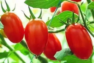 世界上最小的番茄不是圣女果,关于番茄的那些冷知识 