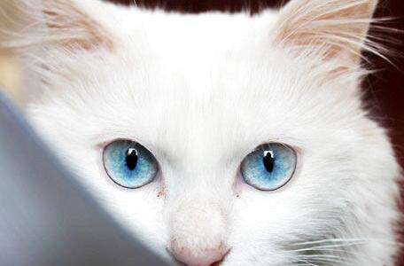 猫眼中的世界是什么样子的