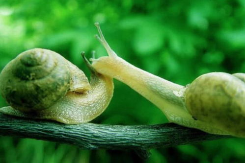 关于蜗牛的科学知识(关于蜗牛的科学知识50字)