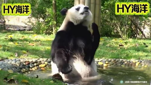 没见过这么臭美的大熊猫,网友 可能是个天生的处女座 
