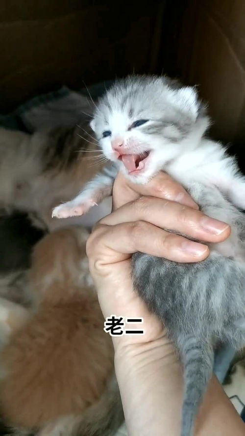 这些着小猫咪真的是太可爱了,还没有想好就什么名字 