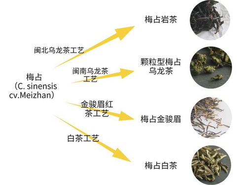 茶叶分类方法应以什么作为依据  第2张