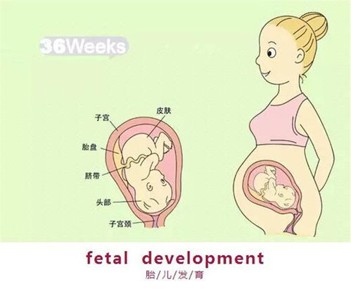 原创分析孕晚期胎动在腰上是怎么回事？
