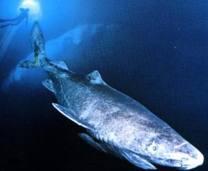 格陵兰睡鲨是什么样子