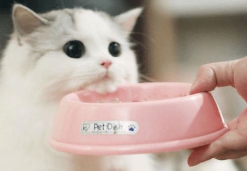 养猫经验 国产猫粮品牌排行榜