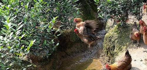 有人说：四川有市民在地震前反映家禽有异象，可四川邻导却说这时天气太热，很正常！这事是真的么？