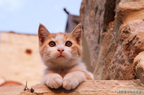 养了一只不让碰的猫怎么办 不是它高冷,而是你不懂它