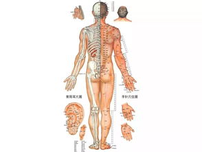 有这6个症状说明你的经络堵塞了 难怪总生病 这样拉伸,让气血活起来