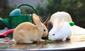 一只兔子的寿命有多长