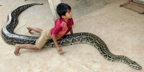 越南男孩出生吓坏父母,被蟒蛇守护10年,村民纷纷称 蛇的儿子