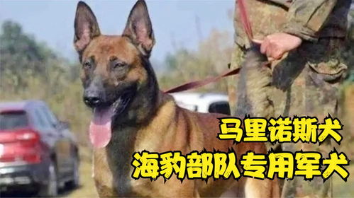 比利时马利诺斯犬,美军最喜欢的的犬种,也是海豹部队专用军犬