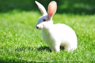 关于小白兔的笑话,小白兔系列故事冷笑话大全